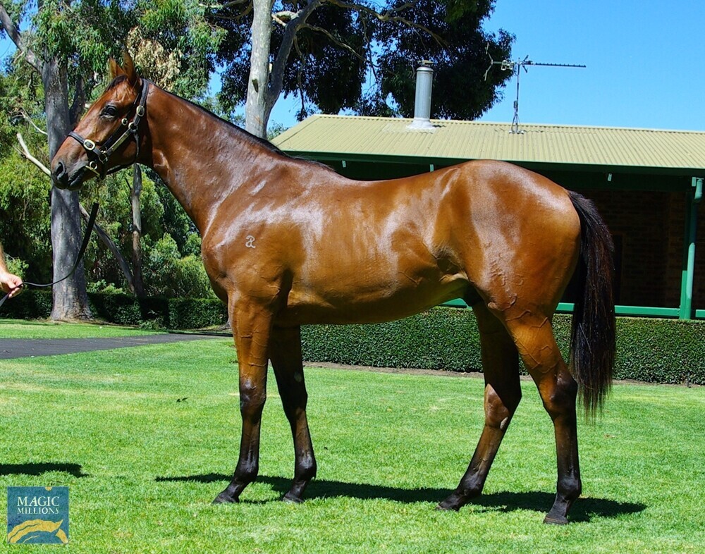 Kildangan Prince