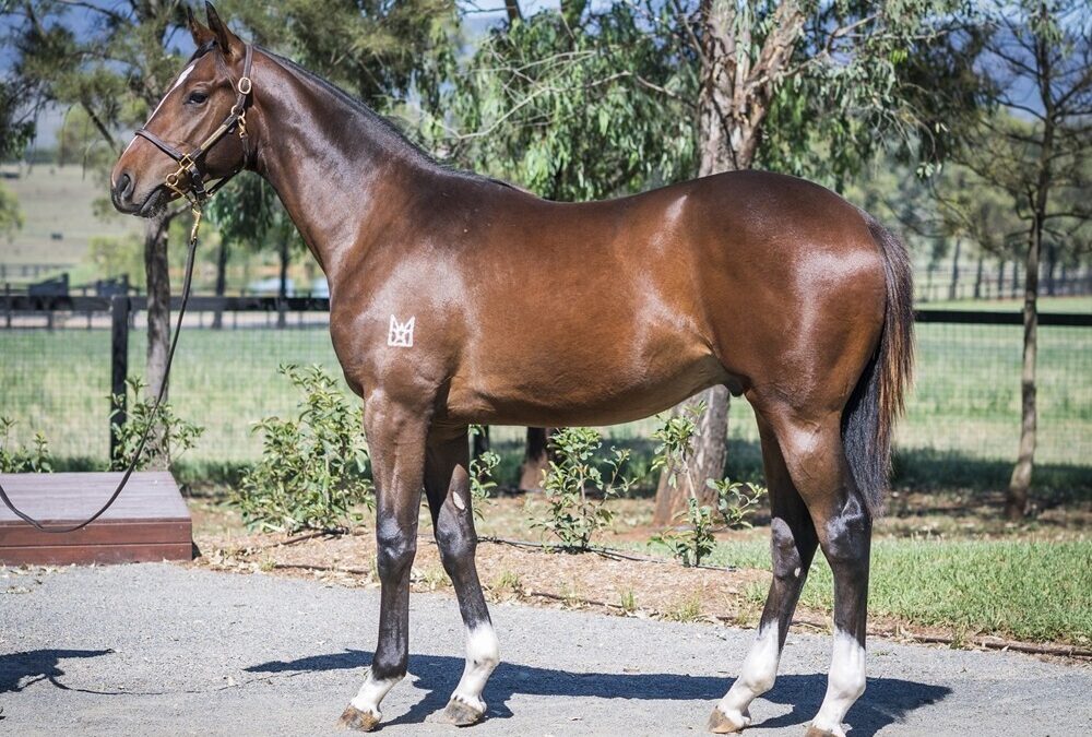 Astern X Crown Of Flowers