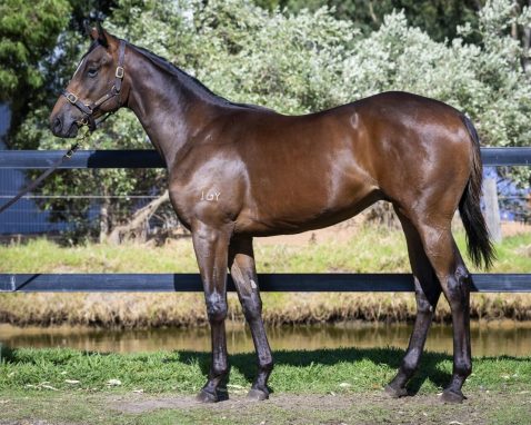 Long Leaf X Tips And Scandals