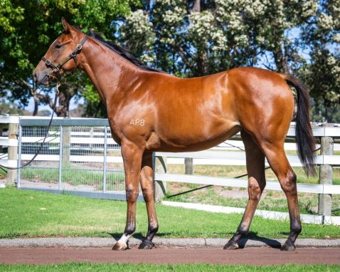 Justify X Amelia's Contraire