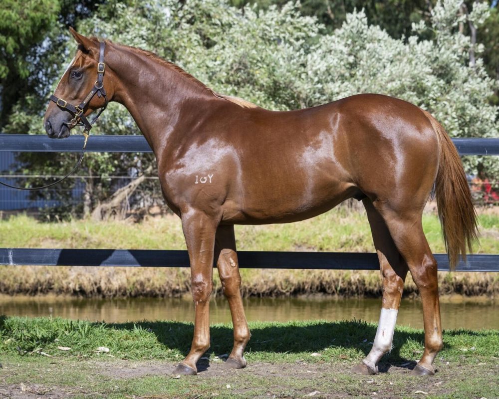 Aysar x Friar’s Fantasia