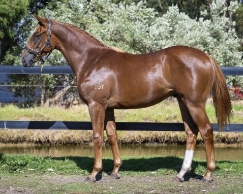 Aysar x Friar's Fantasia